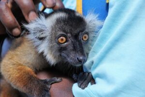 lemur
