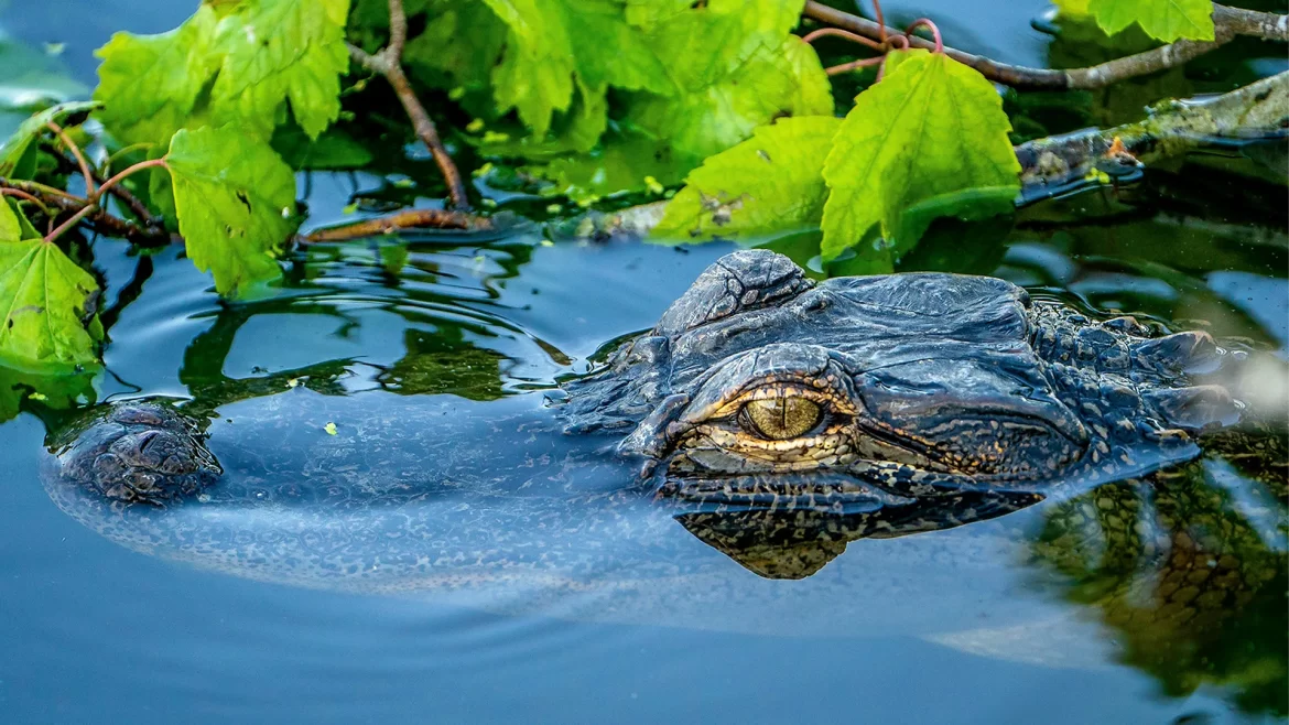 Ako aligátory oživujú floridské Everglades