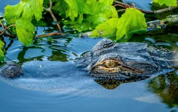 amerika-krokodil-aligator-priroda