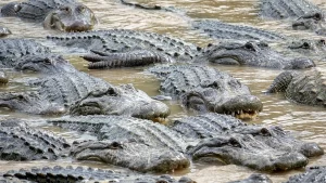 Ako aligátory oživujú floridské Everglades 4 Alligators' ponds and nests provide refuges for plants, fish and frogs (Credit: Alamy)