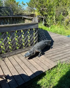 Ako aligátory oživujú floridské Everglades 3 Although attacks on humans are very rare, alligators remain feared by many (Credit: Hector Tigertail)