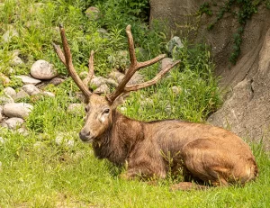 Deer Père David