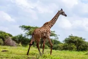 Najzaujímavejšie zvieratá planéty a ich fascinujúce schopnosti 14 Žirafa (Giraffa camelopardalis)