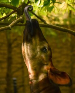 Okapi – lesný žiraf