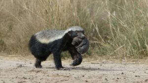 Honey badger (Mellivora capensis)