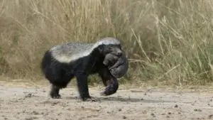 Najzaujímavejšie zvieratá planéty a ich fascinujúce schopnosti 13 Honey badger (Mellivora capensis)