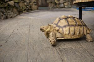 Desert tortoise