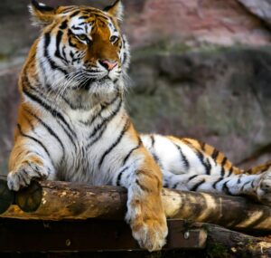 Sumateranský tiger