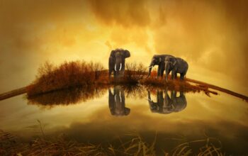 svet-afrika