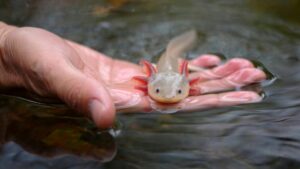 Axolotl (Ambystoma mexicanum)
