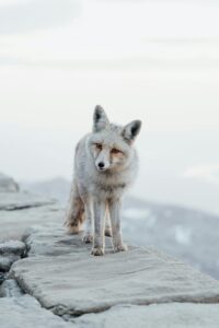Arktická líška (Vulpes lagopus)