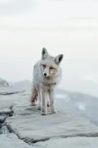Najzaujímavejšie zvieratá planéty a ich fascinujúce schopnosti 12 Arktická líška (Vulpes lagopus)